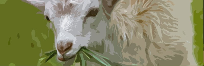 Zodiac-Capricorn-Sign2-White-Goat An image of Capricorn Sign and zodiac capricorn sign2 white goat. Welcome to the Capricorn Sign.