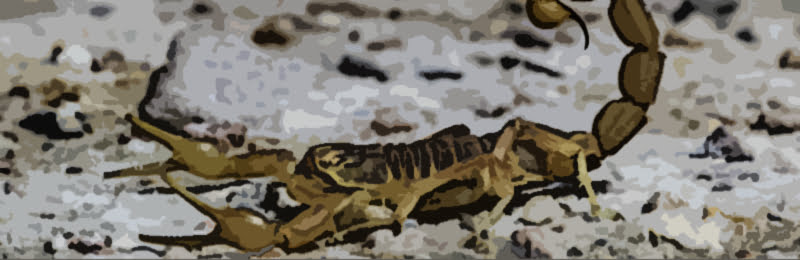 Zodiac-Scorpio-Scorpion-Sign1 An image of Pluto Sign and zodiac scorpio scorpion sign1. Let’s take a look at Pluto and Pluto Signs.