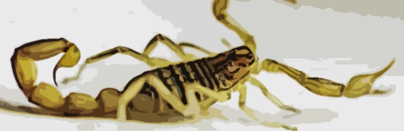 Zodiac-Scorpio-Scorpion-Sign3 An image of Scorpio Sign and zodiac scorpio scorpion sign3. Welcome to the Scorpio Sign.